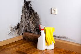 Best Mold Odor Removal Services  in Eggertsville, NY